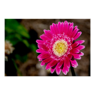 Póster Garvinea Sweet Fiesta Gerber Daisy