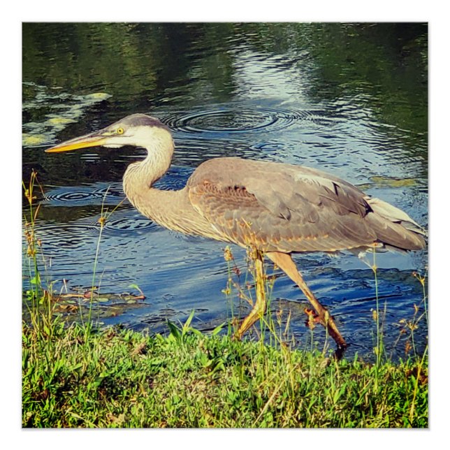 Póster Garza azul (Anverso)