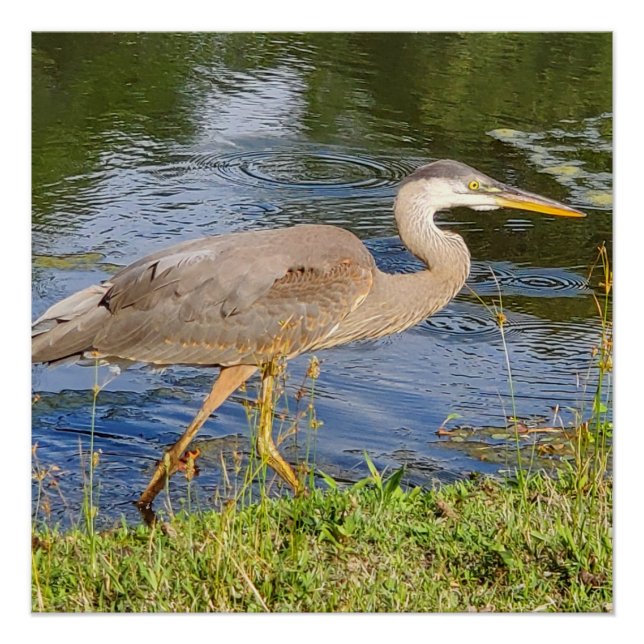 Póster Garza azul (Anverso)