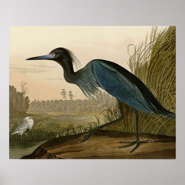 Póster Garza azul Audubon Pintura (Frente)