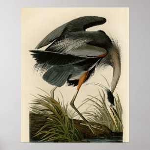 Póster Garza azul grande de Audubon Marjal Ave