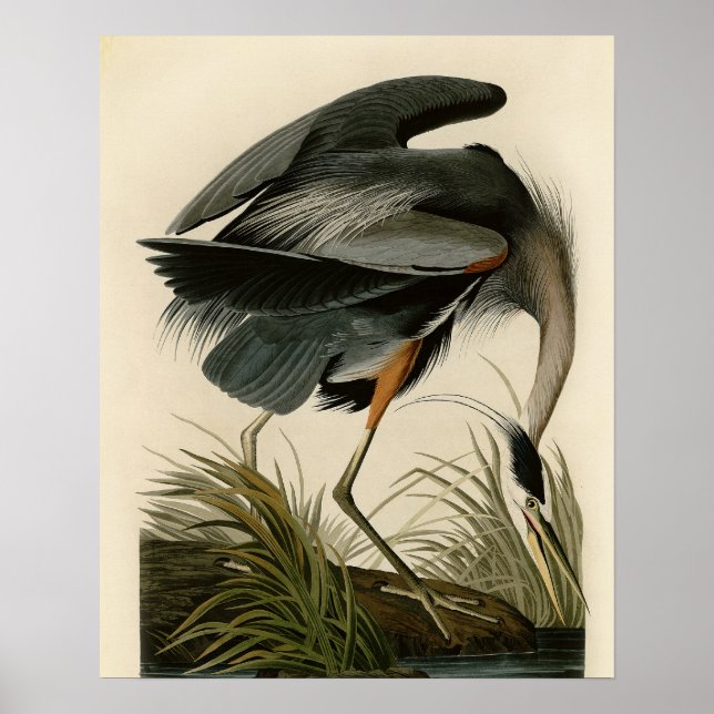 Póster Garza azul grande de Audubon Marjal Ave (Frente)