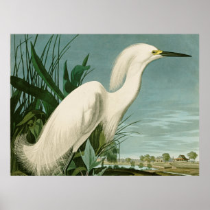 Póster Garza Blanca de Audubon Ave Birding
