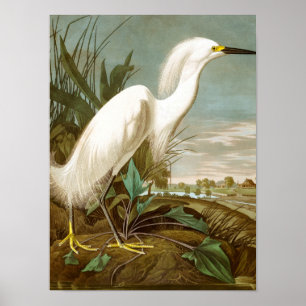 Póster Garza blanca por John James Audubon