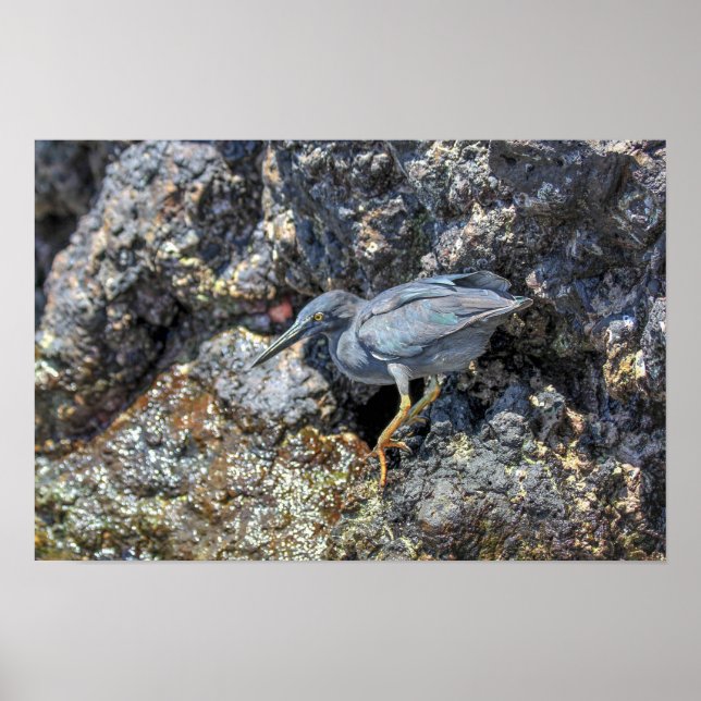 Póster Garza de lava, Islas Galápagos (Frente)