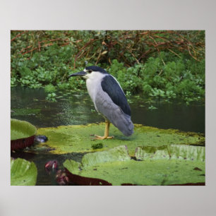 Póster Garza de noche coronada negro
