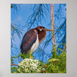 Póster Garza de Tricolored en un árbol