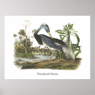 Póster Garza de Tricolored, Juan Audubon