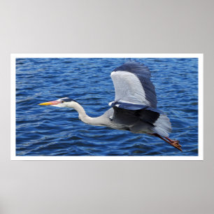 Póster Garza garza en Poster de vuelo