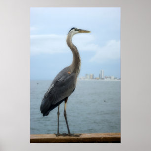 Póster garza gris en el muelle