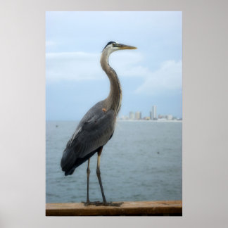 Póster garza gris en el muelle