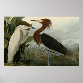 Póster Garza morada