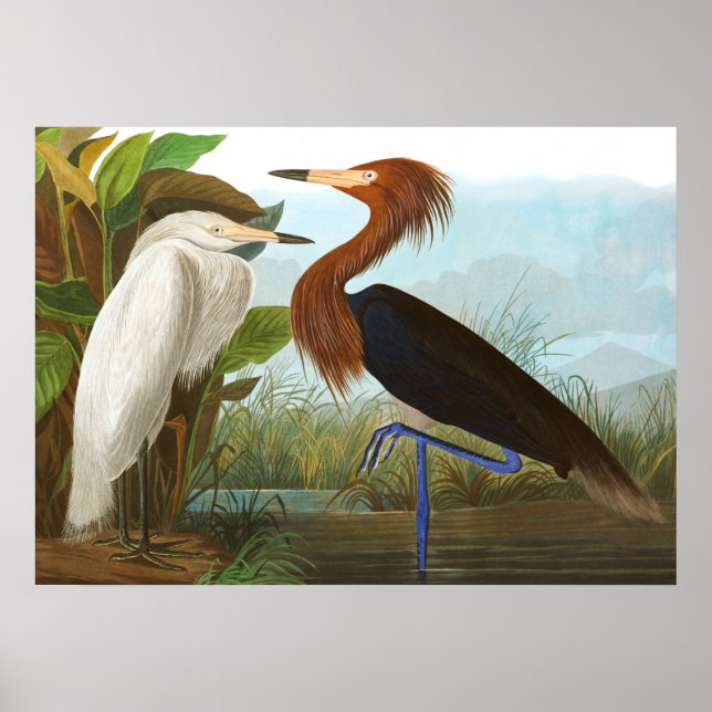 Póster Garza morada de John James Audubon (Frente)