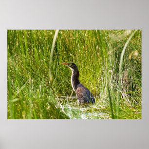 Póster "Garza ocultada" (paisaje)