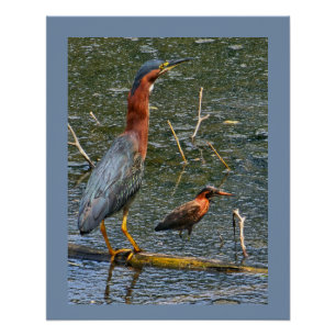Póster Garza Verde (Butorides virescens)