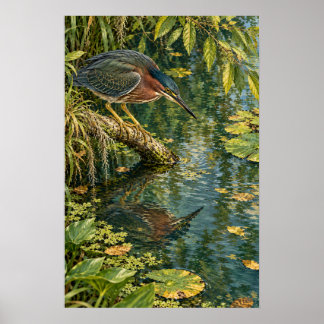 Póster Garza Verde Sobre las Aguas Tranquilas del Sur de
