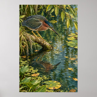 Póster Garza Verde Sobre las Aguas Tranquilas del Sur de