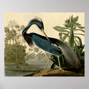 Póster Garzas de Louisiana de Audubon Pájaros América Art
