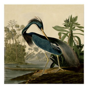 Póster Garzas de Louisiana de Audubon Pájaros América Art