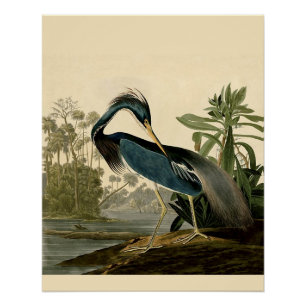 Póster Garzas de Louisiana de Audubon Pájaros América Art