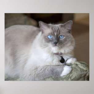 Póster Gata Ragdoll hembra