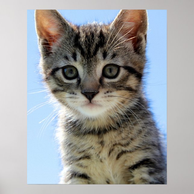 Póster gatito (Frente)