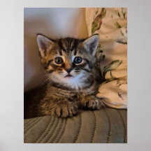 Gatito