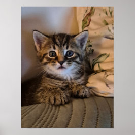 Póster Gatito