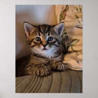 Póster Gatito