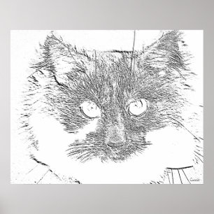 Póster gatito
