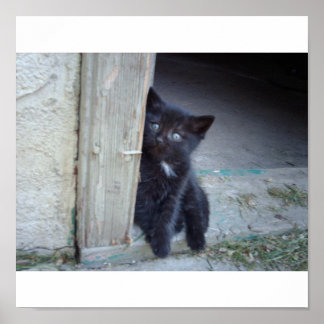 Póster Gatito