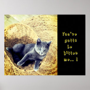 Póster Gatito