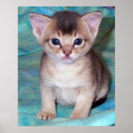 Póster Gatito abisinio - Cuatro semanas de edad