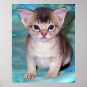 Póster Gatito abisinio - Cuatro semanas de edad