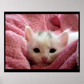 Póster Gatito adorable