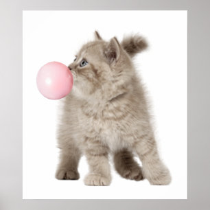 Póster Gatito Adorable Burbujas de Chicle Guardería Niño