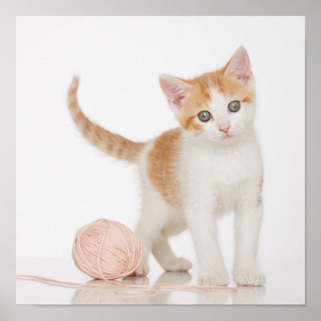 Póster Gatito Al Lado De La Pelota De La Cadena (Frente)