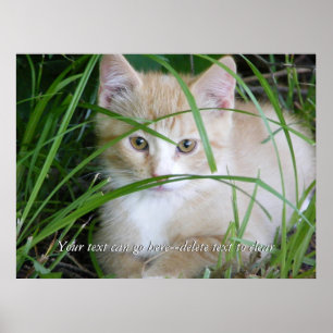 Póster Gatito amarillo en poster alto de la hierba