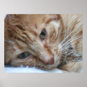 Póster Gatito anaranjado