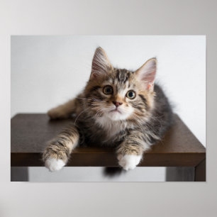 Póster Gatito Atigrado Adorable y Esponjoso con Patas Bla