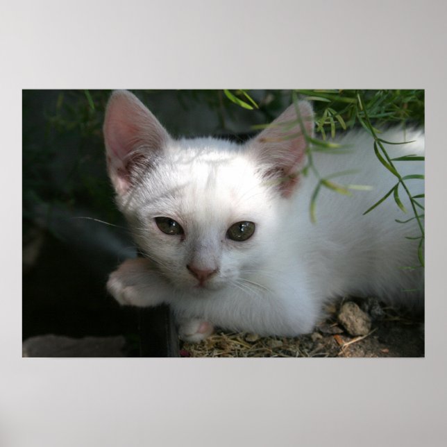 Póster Gatito blanco (Frente)