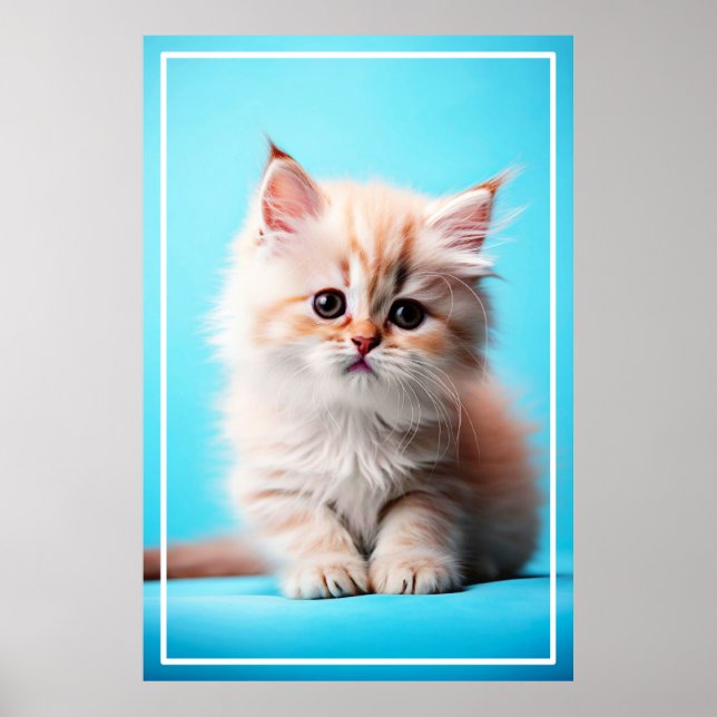 Póster Gatito Blanco Adorable Potrait-54971 (Frente)