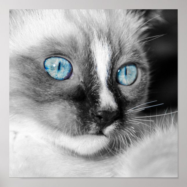 Póster Gatito blanco con ojos azules (Frente)