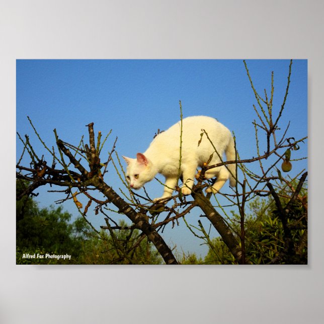 Póster Gatito blanco en almendro (Frente)