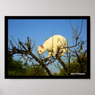 Póster Gatito blanco en almendro