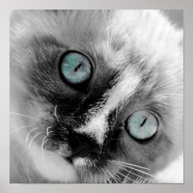 Póster Gatito blanco lindo con ojos azules (Frente)
