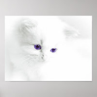 Gatito blanco suave con ojos morados