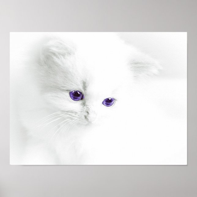 Póster Gatito blanco suave con ojos morados (Frente)