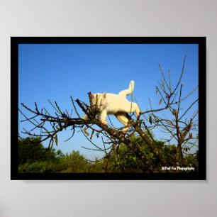 Póster Gatito blanco torpe en almendro