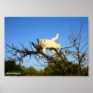 Póster Gatito blanco torpe en almendro